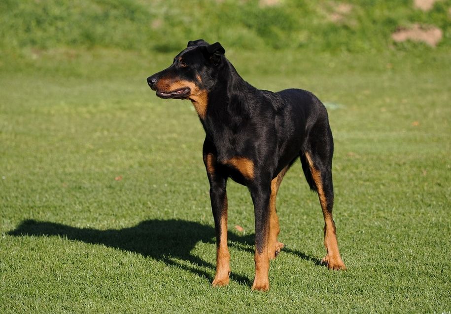 BEAUCERON standard FCI